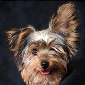 Meet your Posher, Joanne